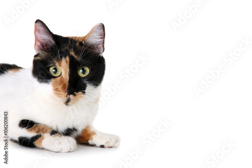 Fototapeta Naklejka Na Ścianę i Meble -  beautiful cat isolated on white background