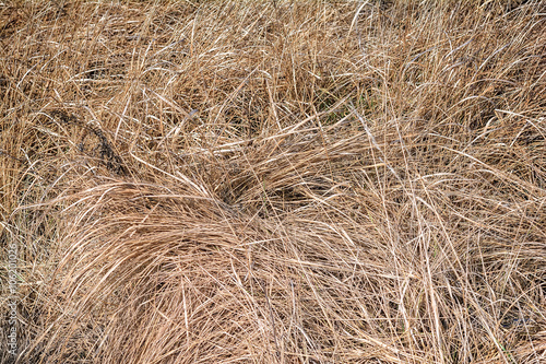 Dry grass background