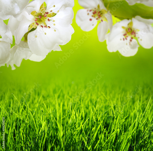 Spring blossom and grass