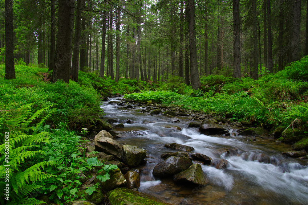 Stream in the wood Stream in the wood