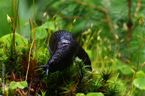 slug in forest