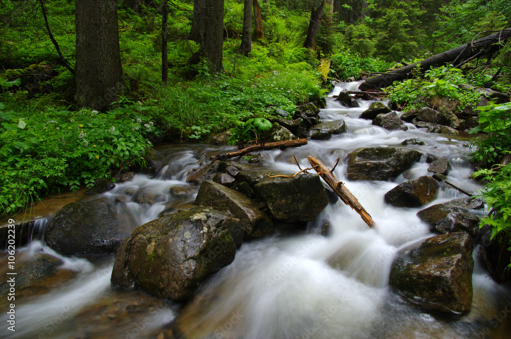 Mountain river in forest.