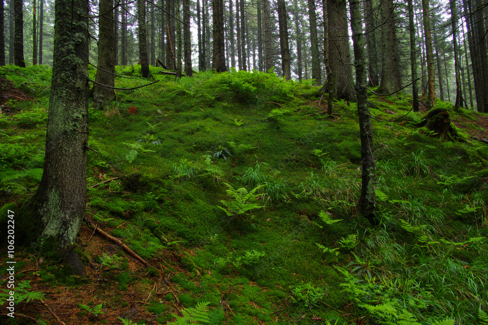 Fototapeta premium Trees in forest