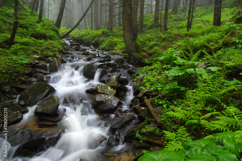 Creek in the woods © Alekss