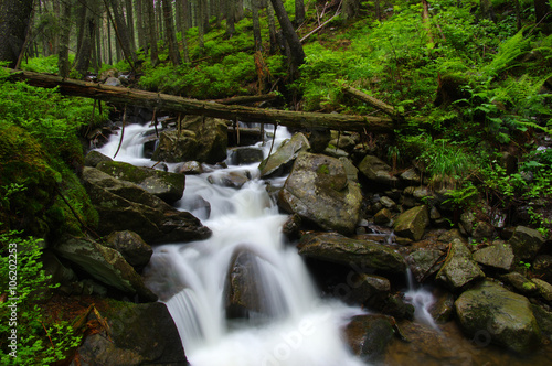 Mountain river in forest.