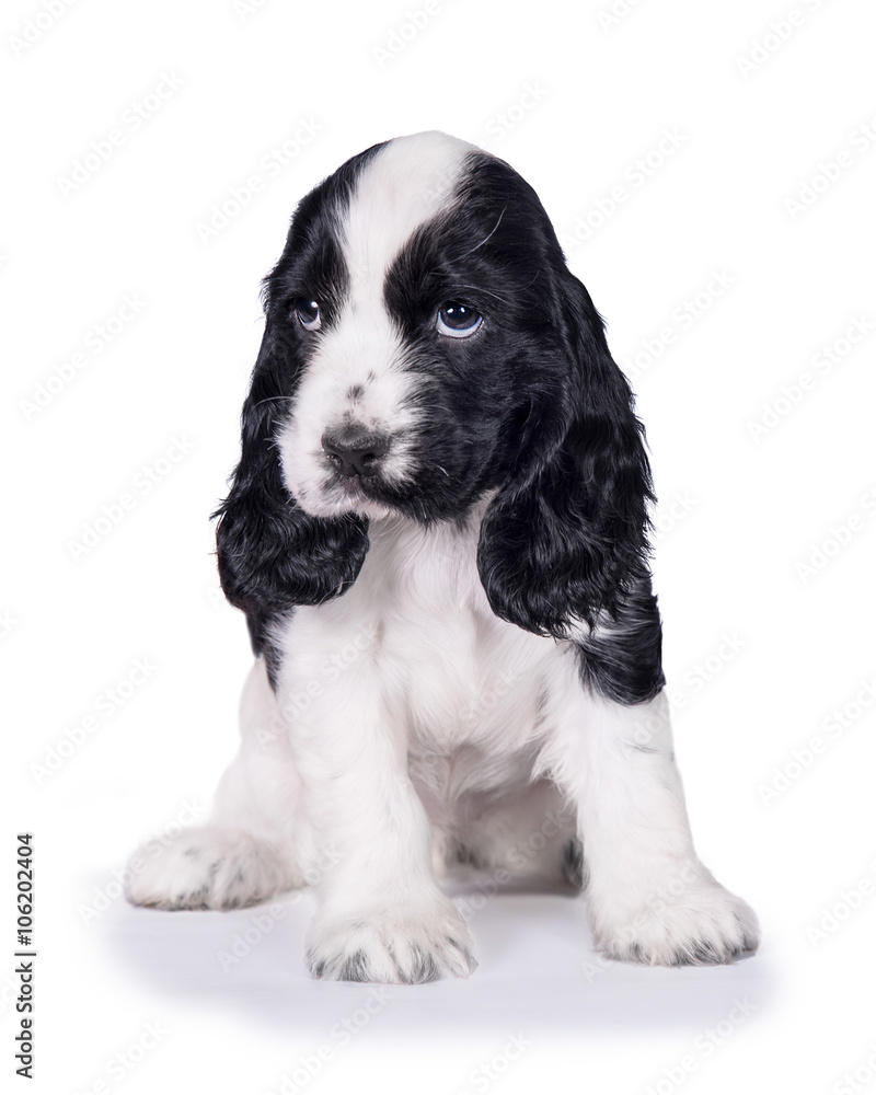 Adorable english cocker spaniel puppy with sad eyes isolated on white
