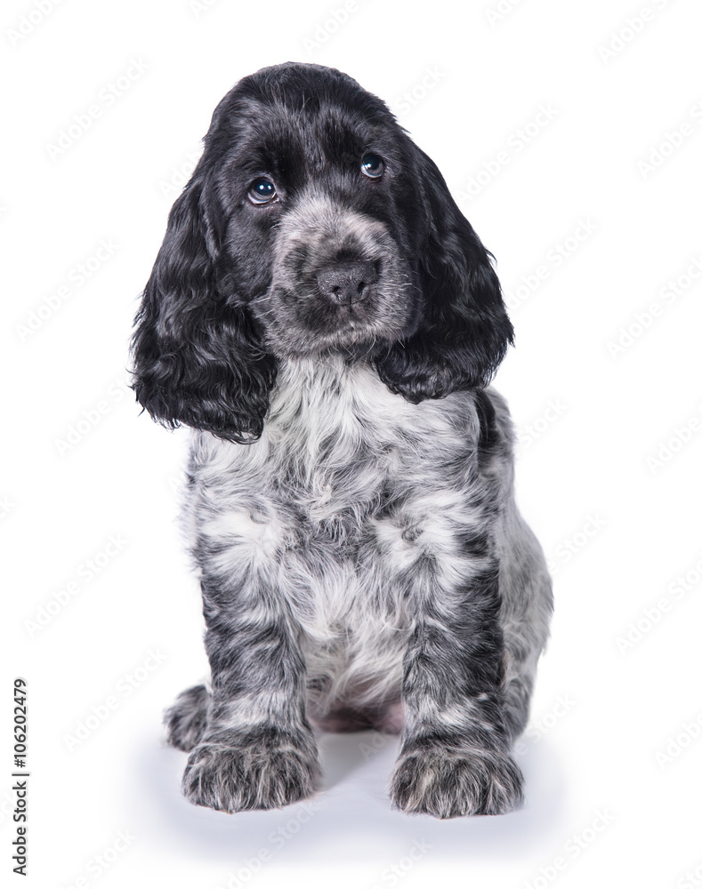 Adorable english cocker spaniel puppy sitting isolated on white