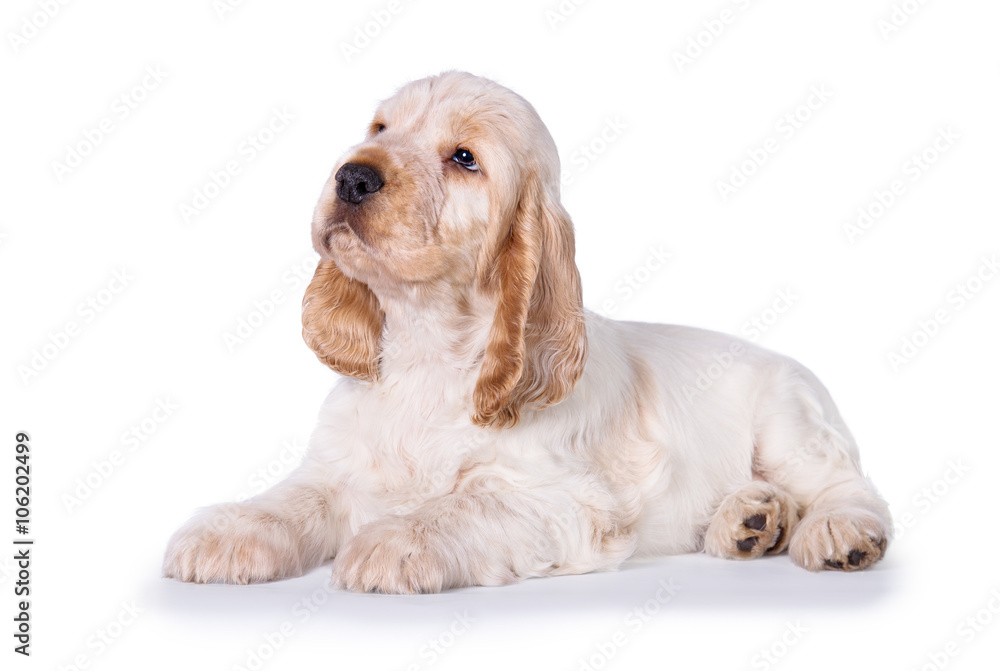 English cocker spaniel puppy looking up isolated on white