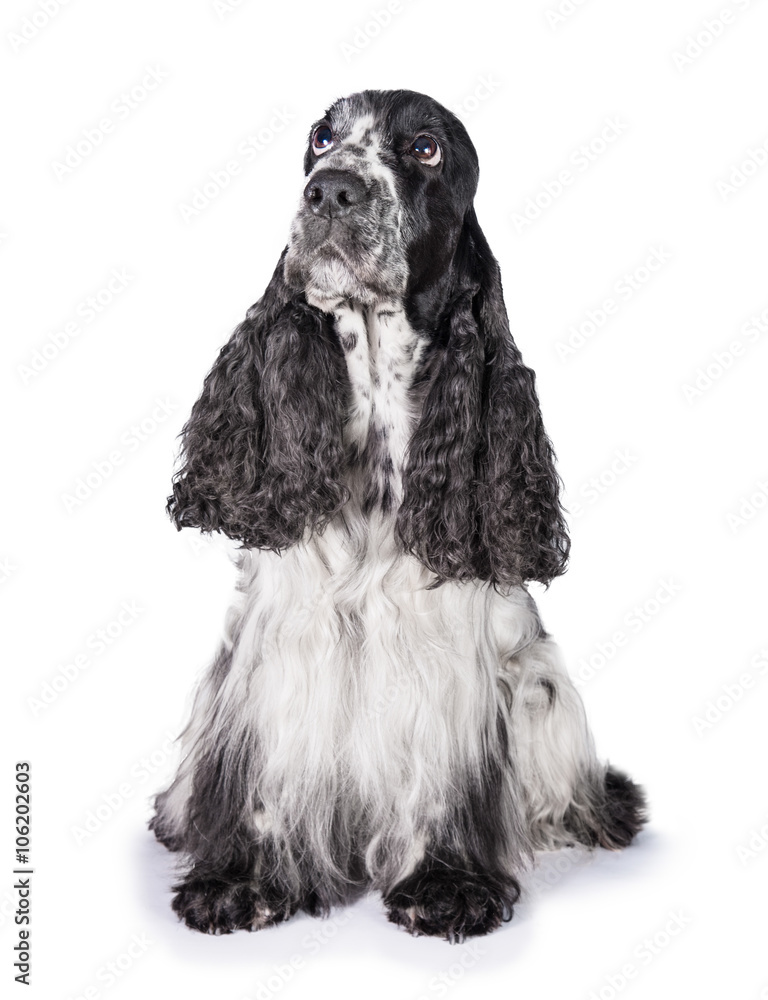 English cocker spaniel dog looking up English cocker spaniel dog looking up