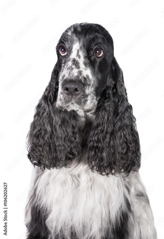 Portrait of english cocker spaniel dog Portrait of english cocker spaniel dog