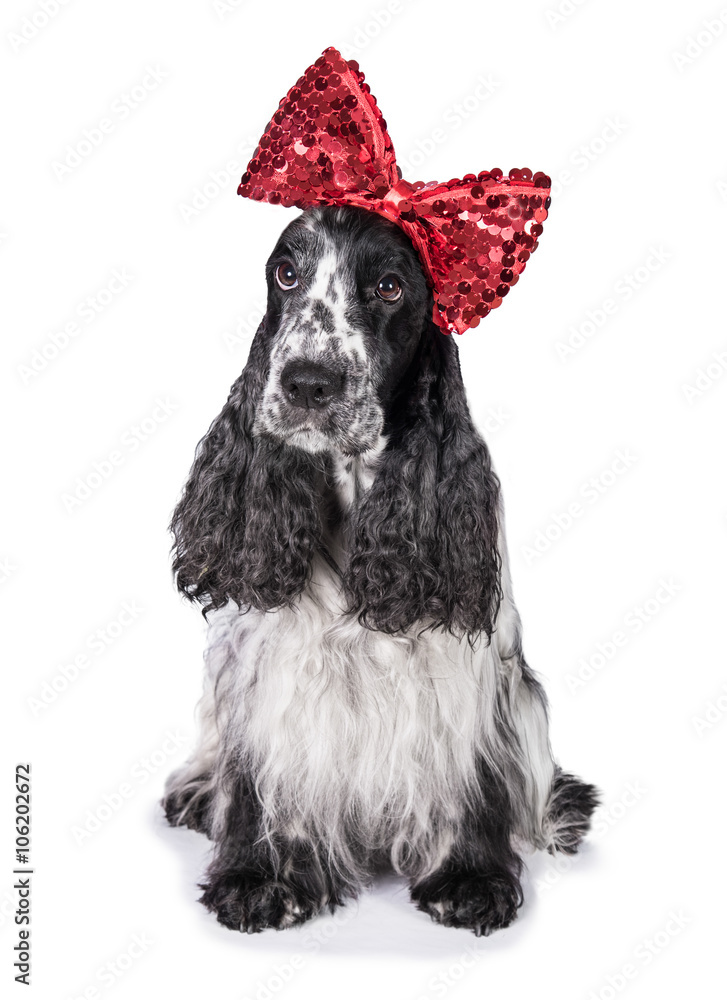 Funny english cocker spaniel dog with red bow on its head Stock Photo |  Adobe Stock