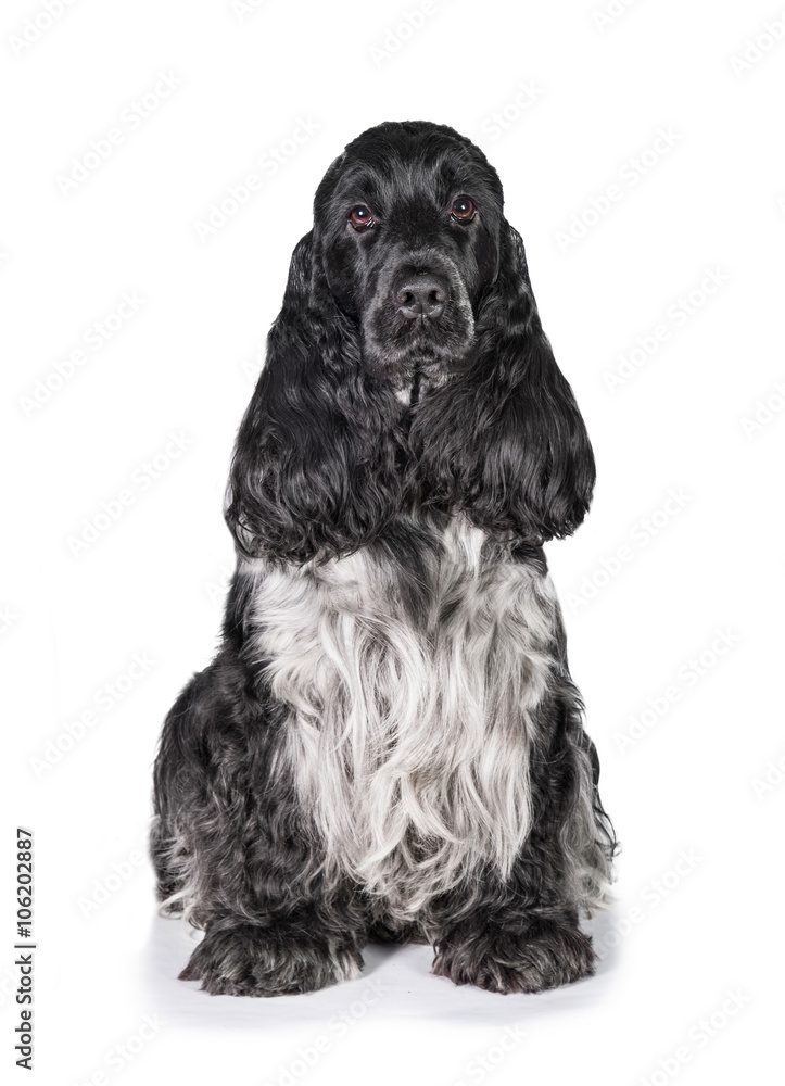 Adult english cocker spaniel dog isolated on white Adult english cocker spaniel dog isolated on white