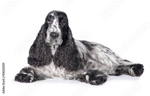 фотографія English cocker spaniel dog lying isolated on white