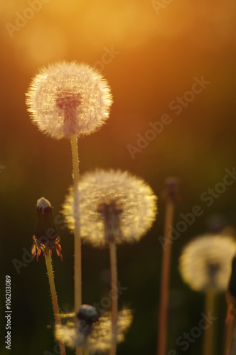 Fototapeta Naklejka Na Ścianę i Meble -  dandelions in the sun