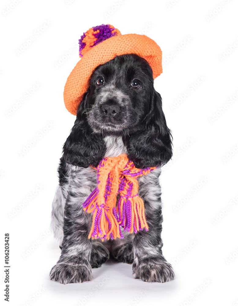 Cocker top spaniel hat