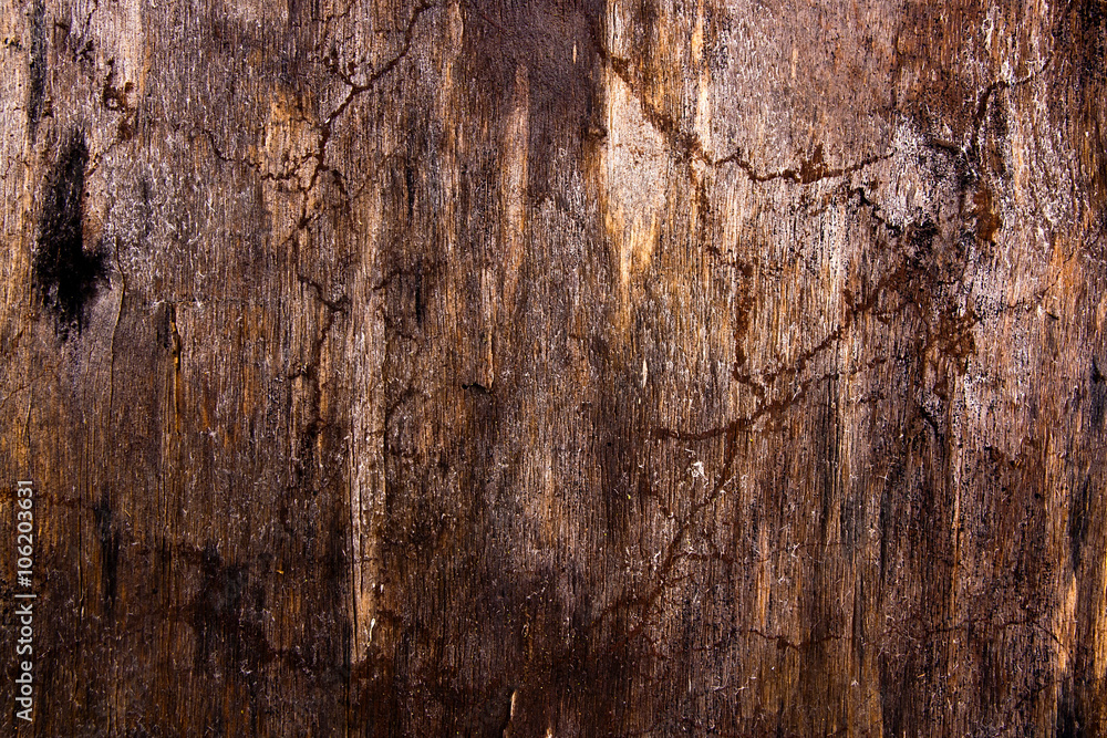 Obraz premium Moss and mold affect a wooden planks.