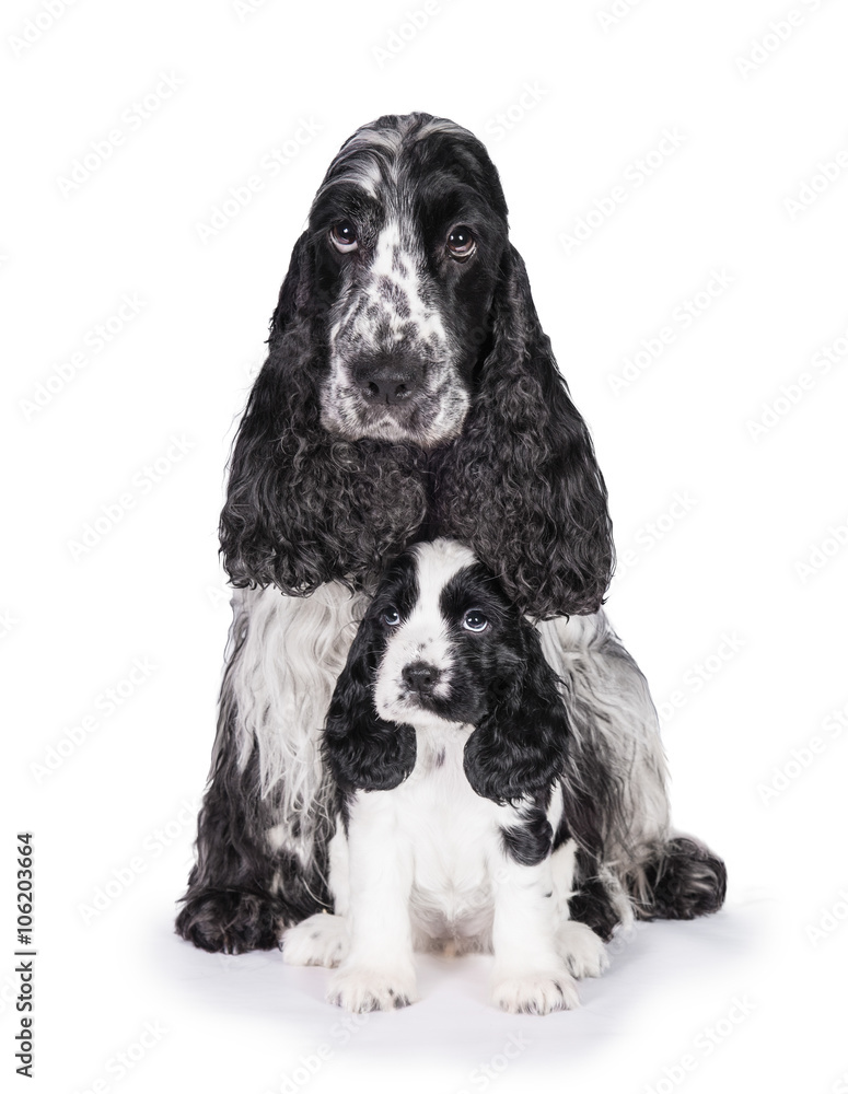 Funny group of english cocker spaniel dog and its puppy Funny group of english cocker spaniel dog and its puppy