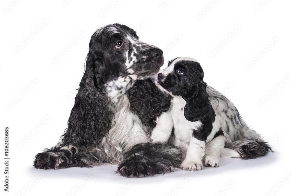 English cocker spaniel dog with its puppy English cocker spaniel dog with its puppy