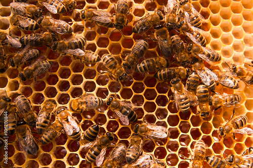 Working bees on the yellow honeycomb with sweet honey.