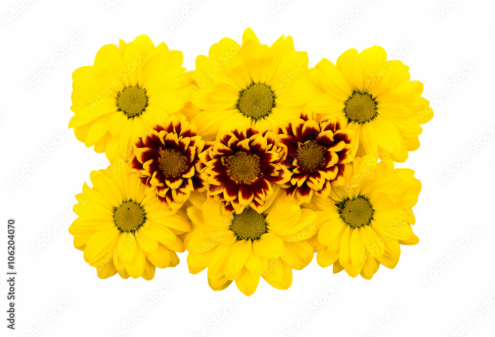 Naklejka premium beautiful chrysanthemum isolated