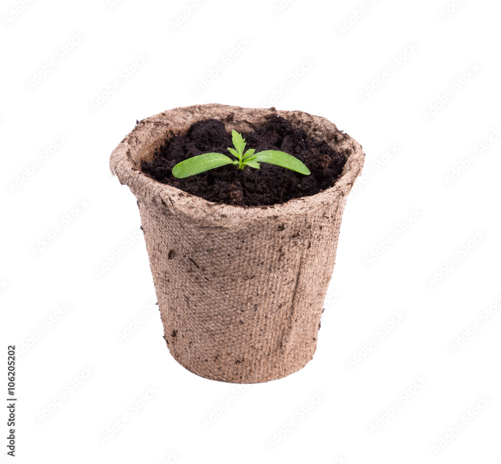 small green seedings in round pots small green seedings in round pots