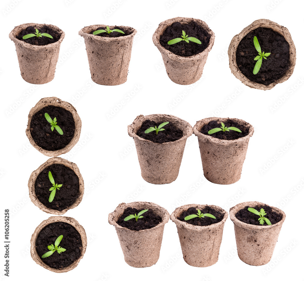 small green seedings in round pots