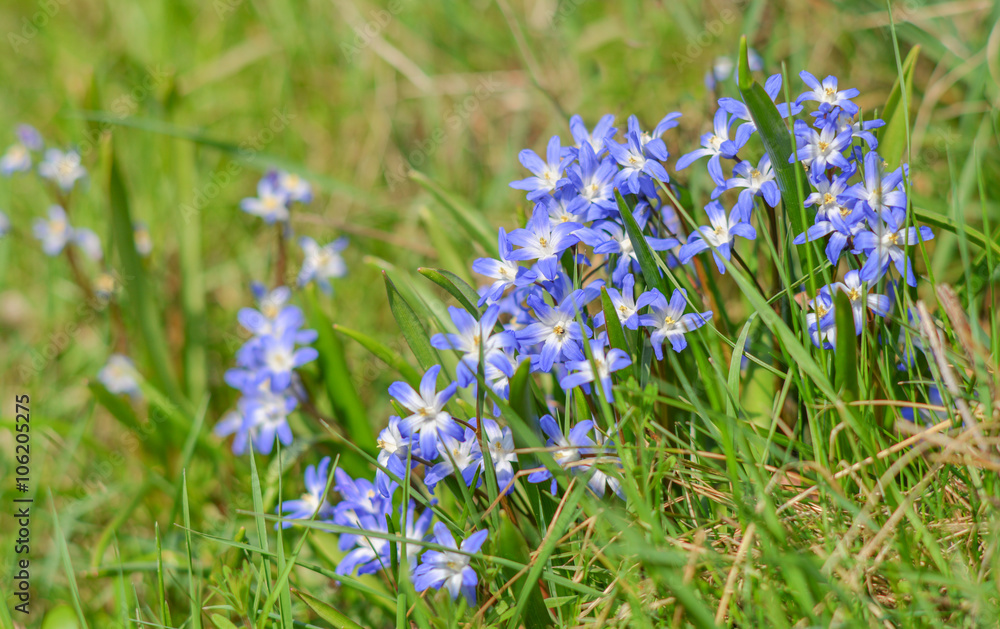 Sternhyazinthe Pflanze gibt es viel in Farbe blau Sternhyazinthe Pflanze gibt es viel in Farbe blau