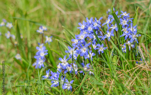 Sternhyazinthe Pflanze gibt es viel in Farbe blau