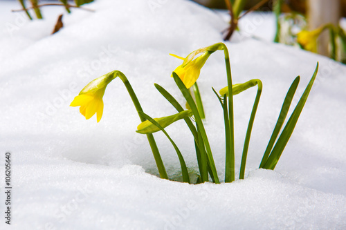 Narcissus on tne snow garden. photo