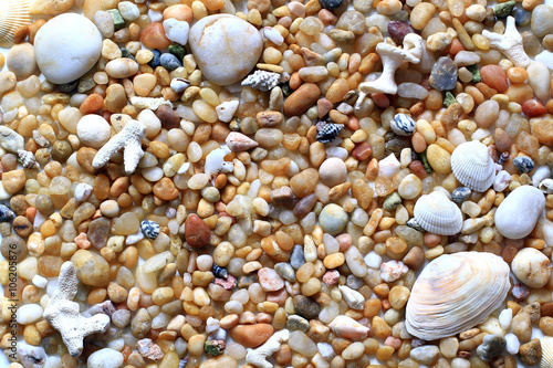 sea vacation, pebbles and sea shells on the beach for background © Elena Zarubina