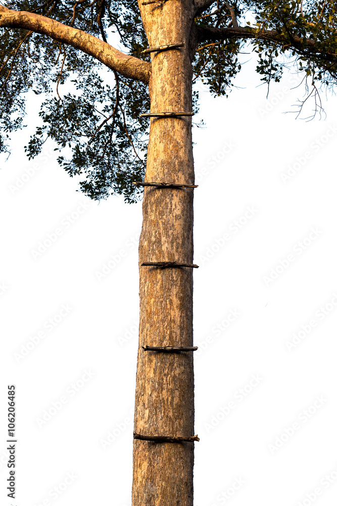 Fototapeta premium Stair to top of the tree made from wood stick