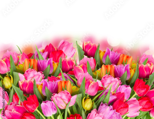 Fototapeta Naklejka Na Ścianę i Meble -  bouquet of  pink, purple and red  tulips