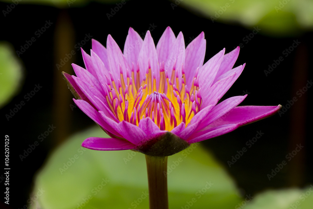 Purple Lotus on nature background, macro soft focused Purple Lotus on nature background, macro soft focused