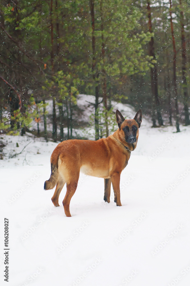 Belgian Shepherd dog Malinois staying outdoors while snowing