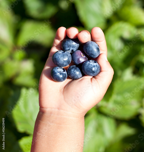 Blueberries is in the  child's hand.