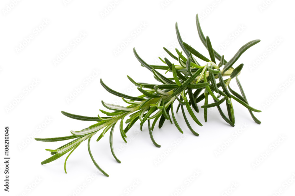 Rosemary twig on the isolated white background. Rosemary twig on the isolated white background.