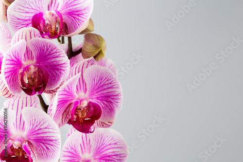 Pink orchid on the grey background.