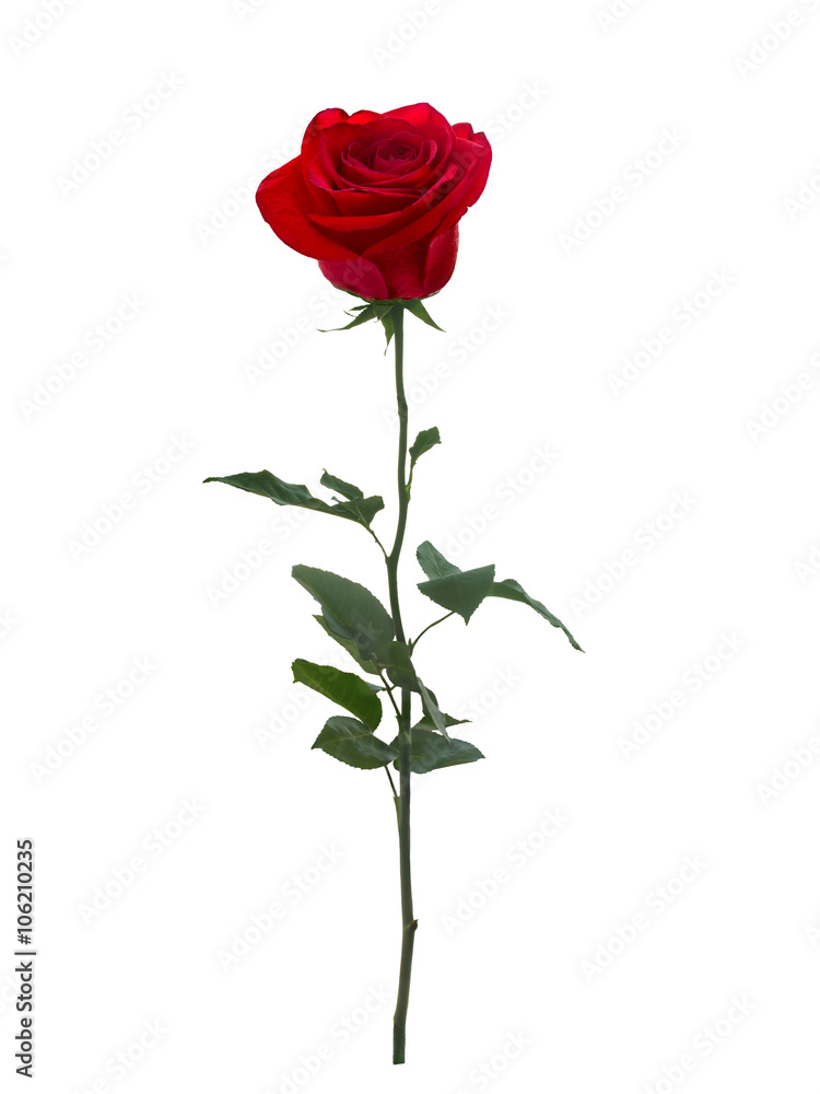 Bright red rose Bright red rose
