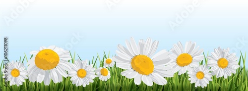 summer print with daisies