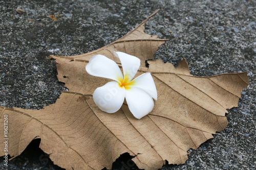 gray leaf and flower 240