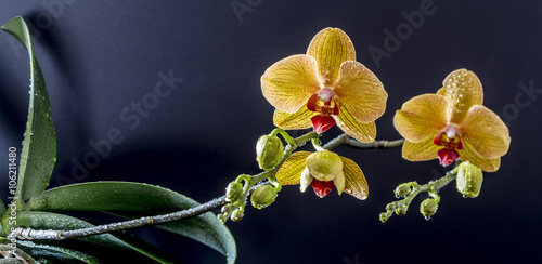 Fototapeta Naklejka Na Ścianę i Meble -  Phalaenopsis orchid