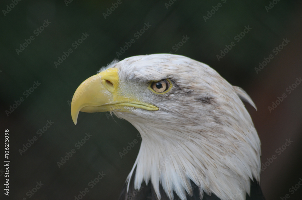 Head of fierce looking american bald eagle Head of fierce looking american bald eagle
