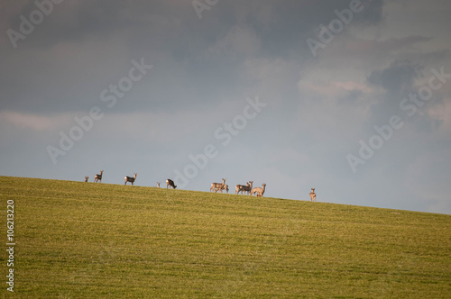 deers on horizon field with blue sky