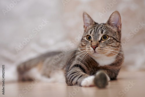 Portrait of a striped cat © Azaliya (Elya Vatel)