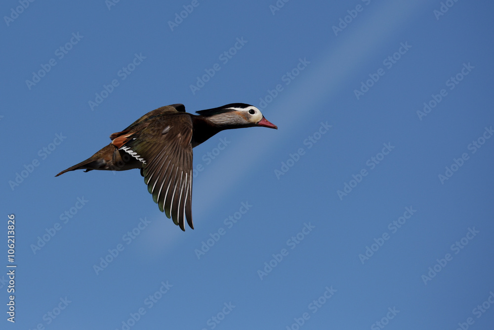 Mandarin Duck, Duck Mandarin Duck, Duck