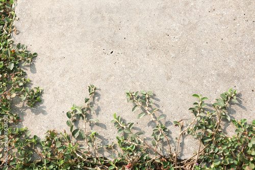 wall grass 233