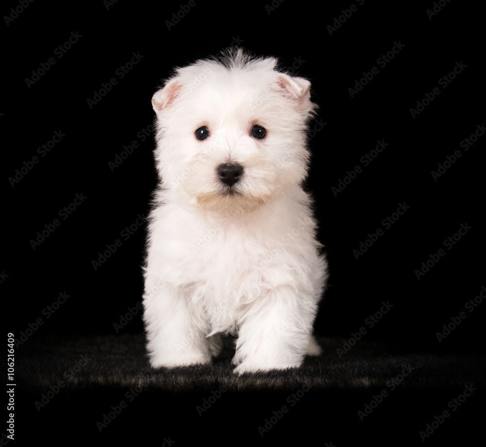 Chiot Westie en studio sur fond noir Chiot Westie en studio sur fond noir