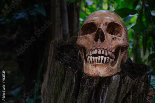 the skull on stump in the wood; dark background