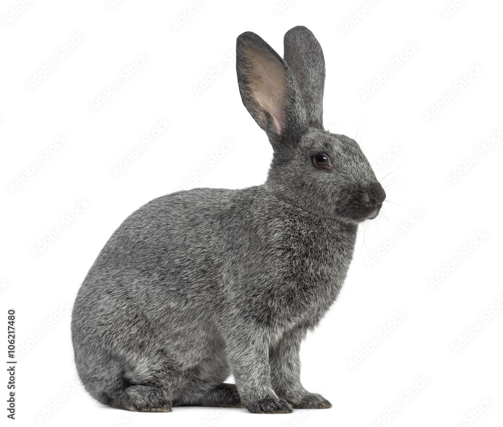 Obraz premium Argente rabbit isolated on white