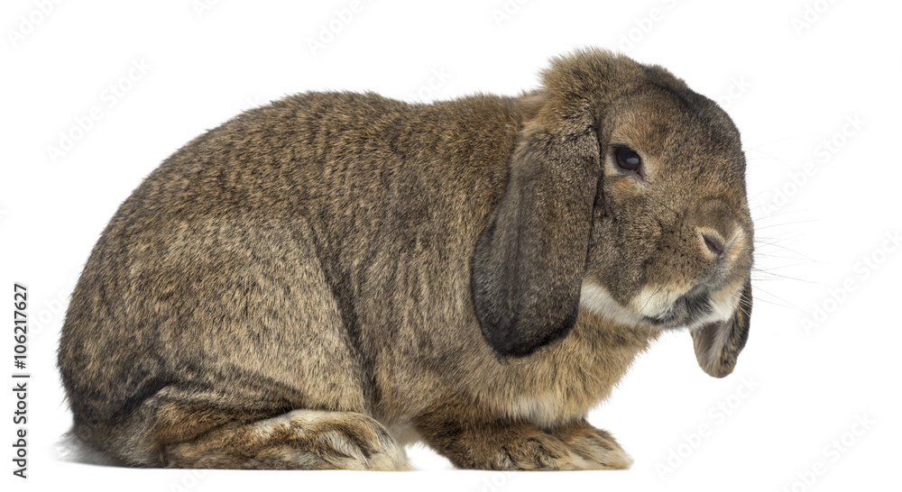 Obraz premium German Rabbit Ram isolated on white